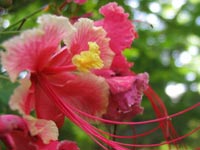 Consejos y cuidados de plantas