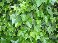 Plantas trepadoras
