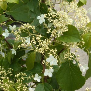Plantas trepadoras: Hortensias trepadoras
