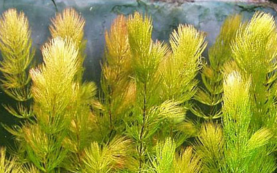 Plantas acuáticas: Ceratophyllum demersum