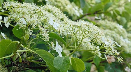 Plantas trepadoras: hortensia trepadora