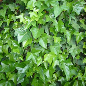 Plantas trepadoras: Yedra